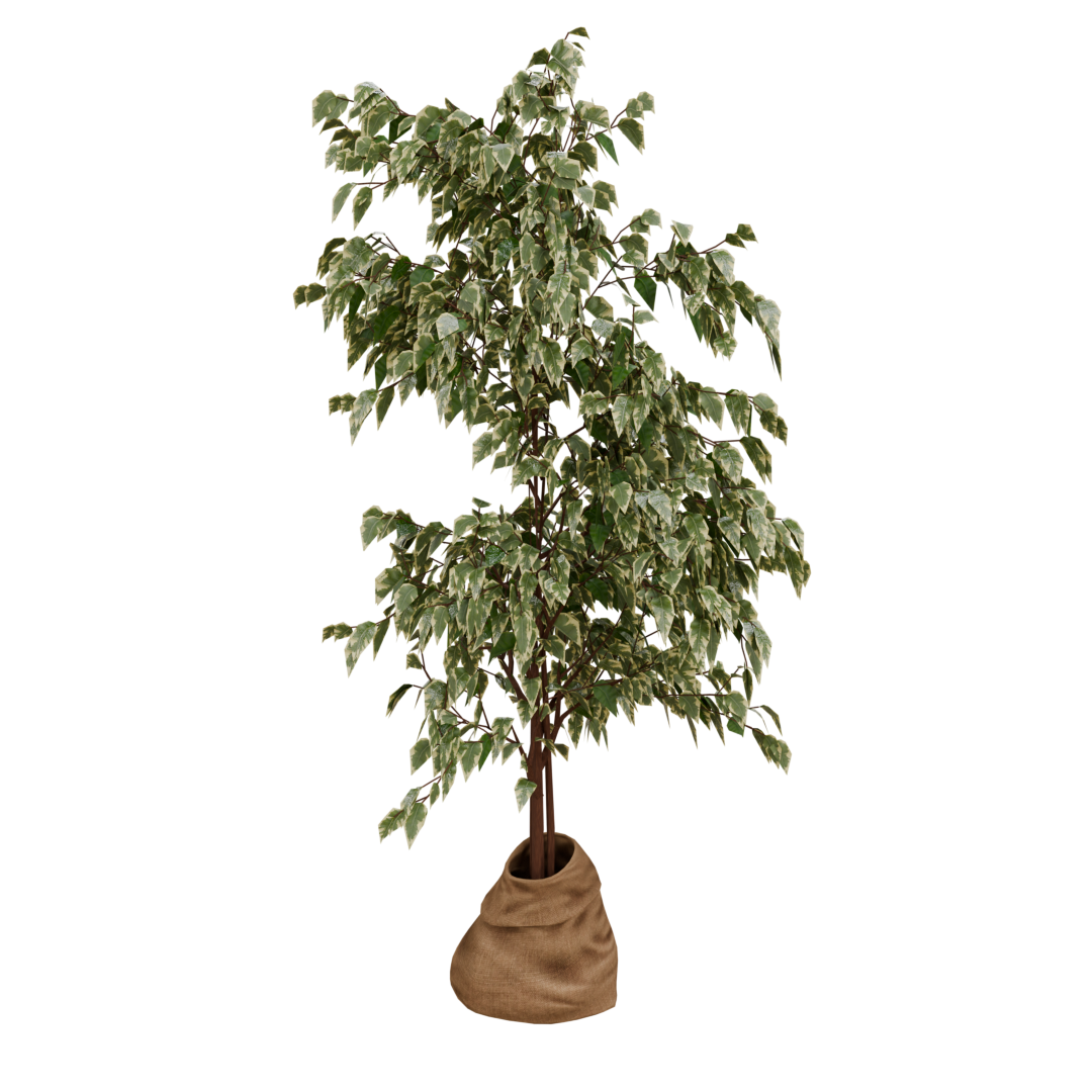 Weeping Fig (Artifical)